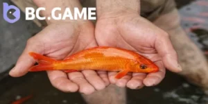 Mơ Bắt Cá Bằng Tay Đánh Con Gì
